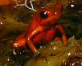 oophaga pumilio almirante 02